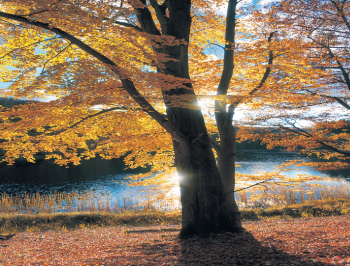 Traueranzeige von Erika Vogt von Trauerportal Rhein Main Presse Traueranzeige von Erika Vogt von Trauerportal Rhein Main Presse